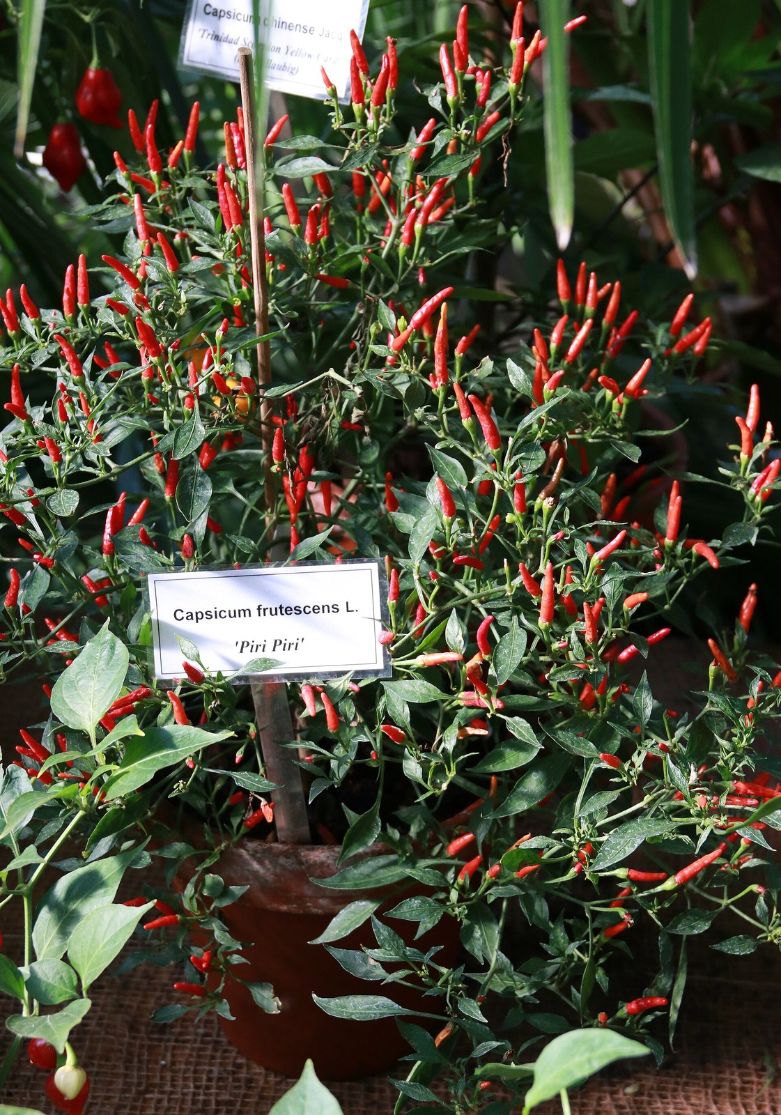 Red bird's eye chillies
