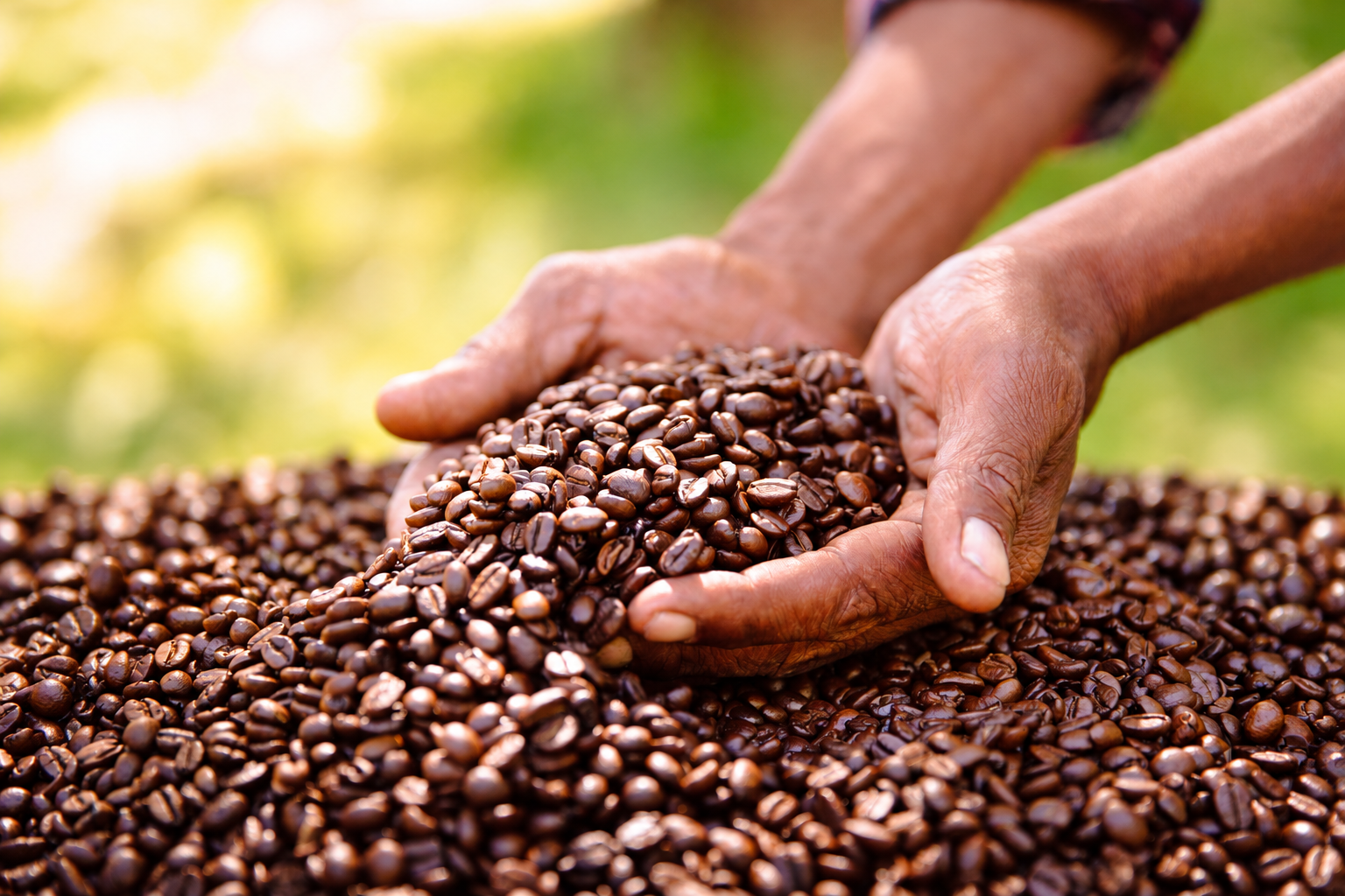 Hands holding coffee beans, with no packaging visible