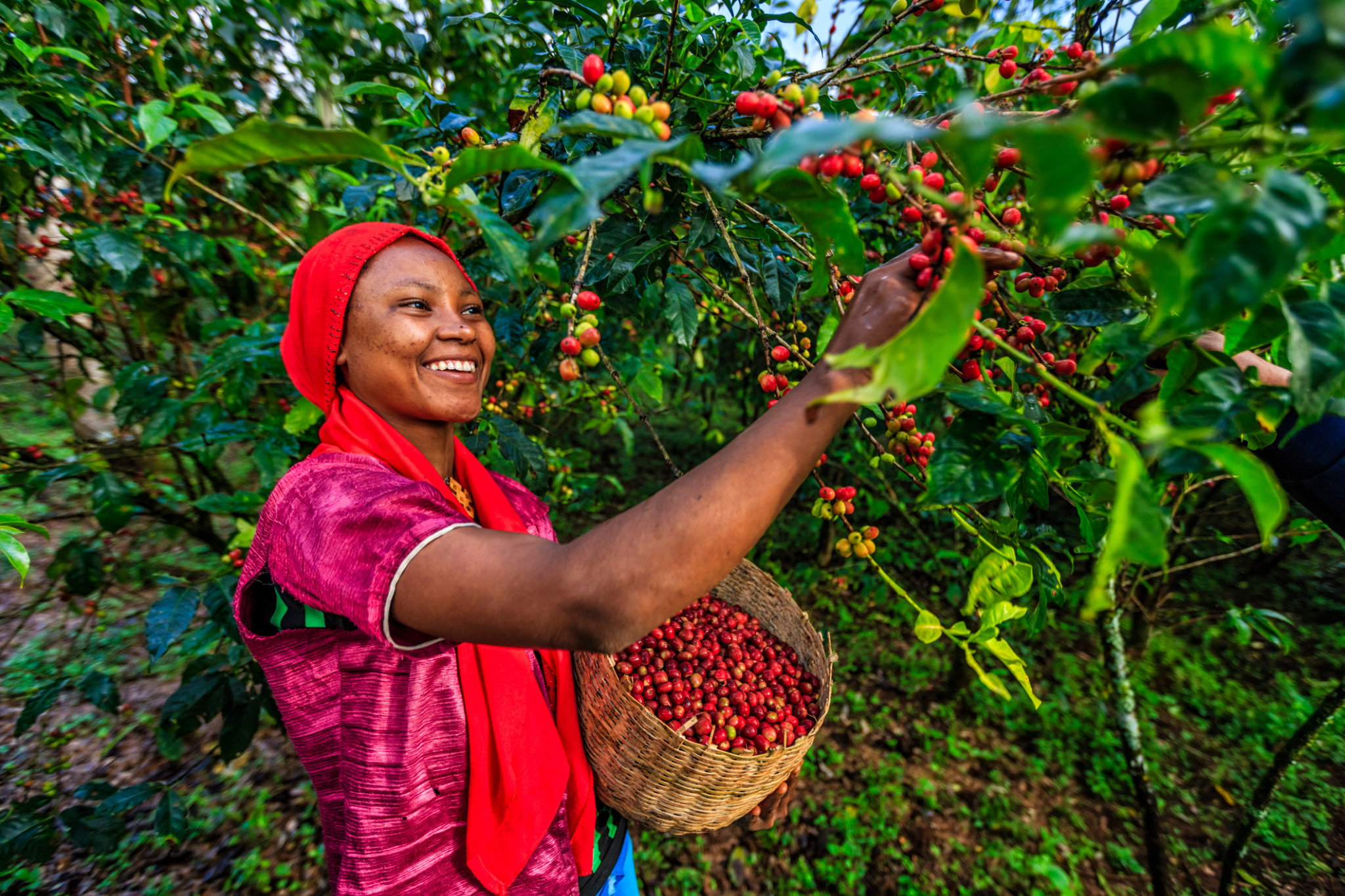 Coffee cherries being harvested by hand