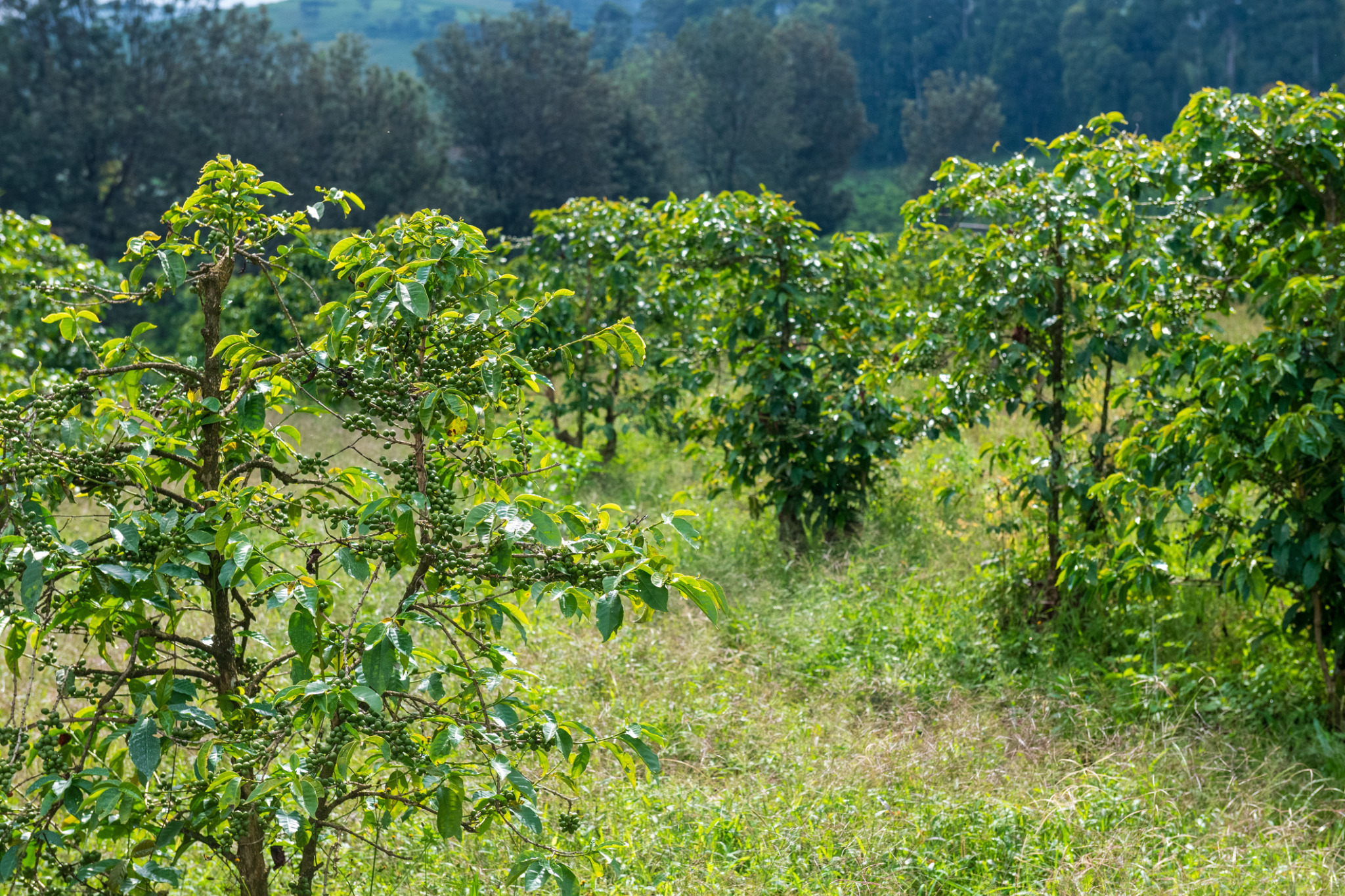 Coffee plants growing in rows