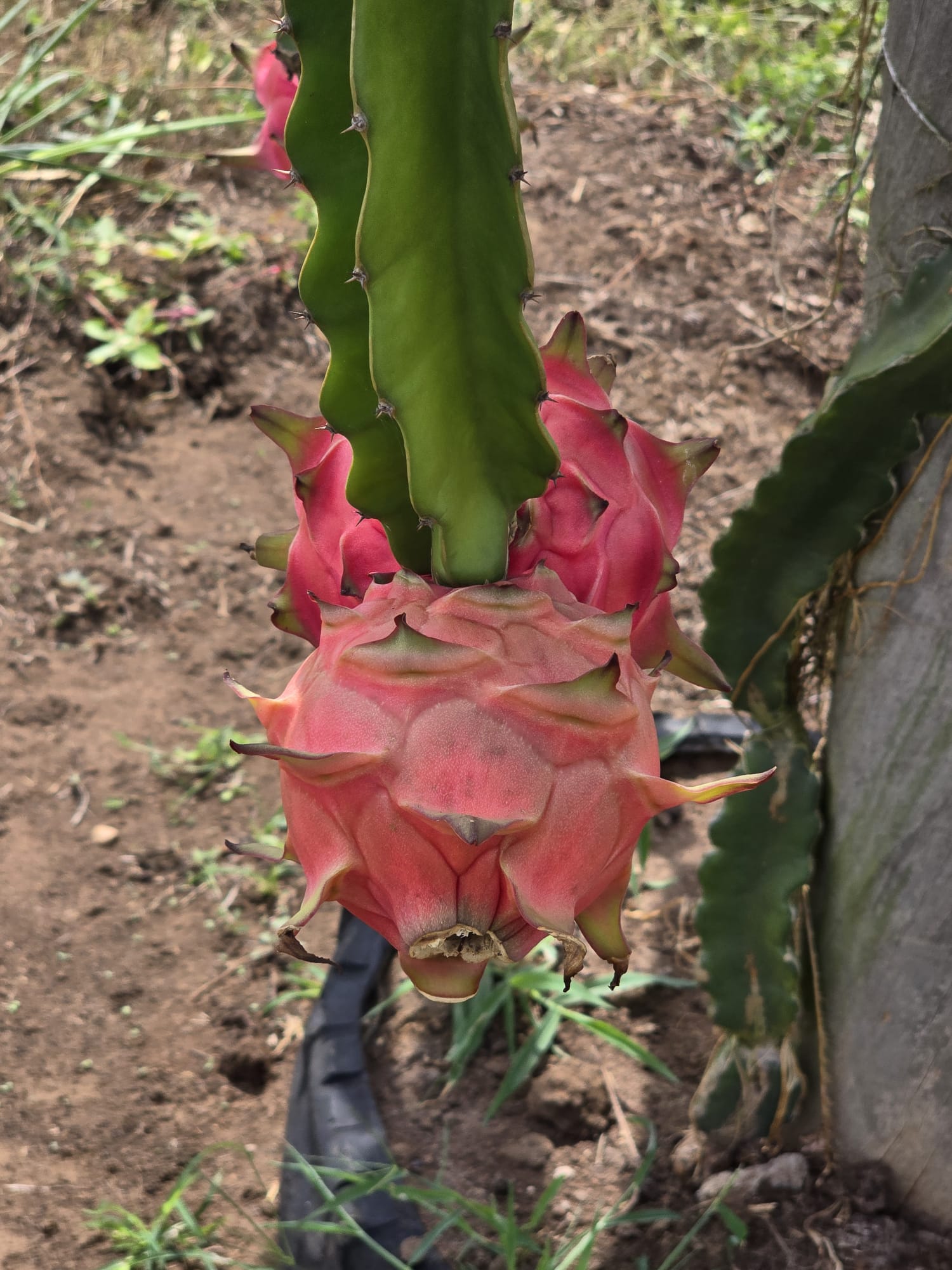 Dragon fruit growing on a cactus plant