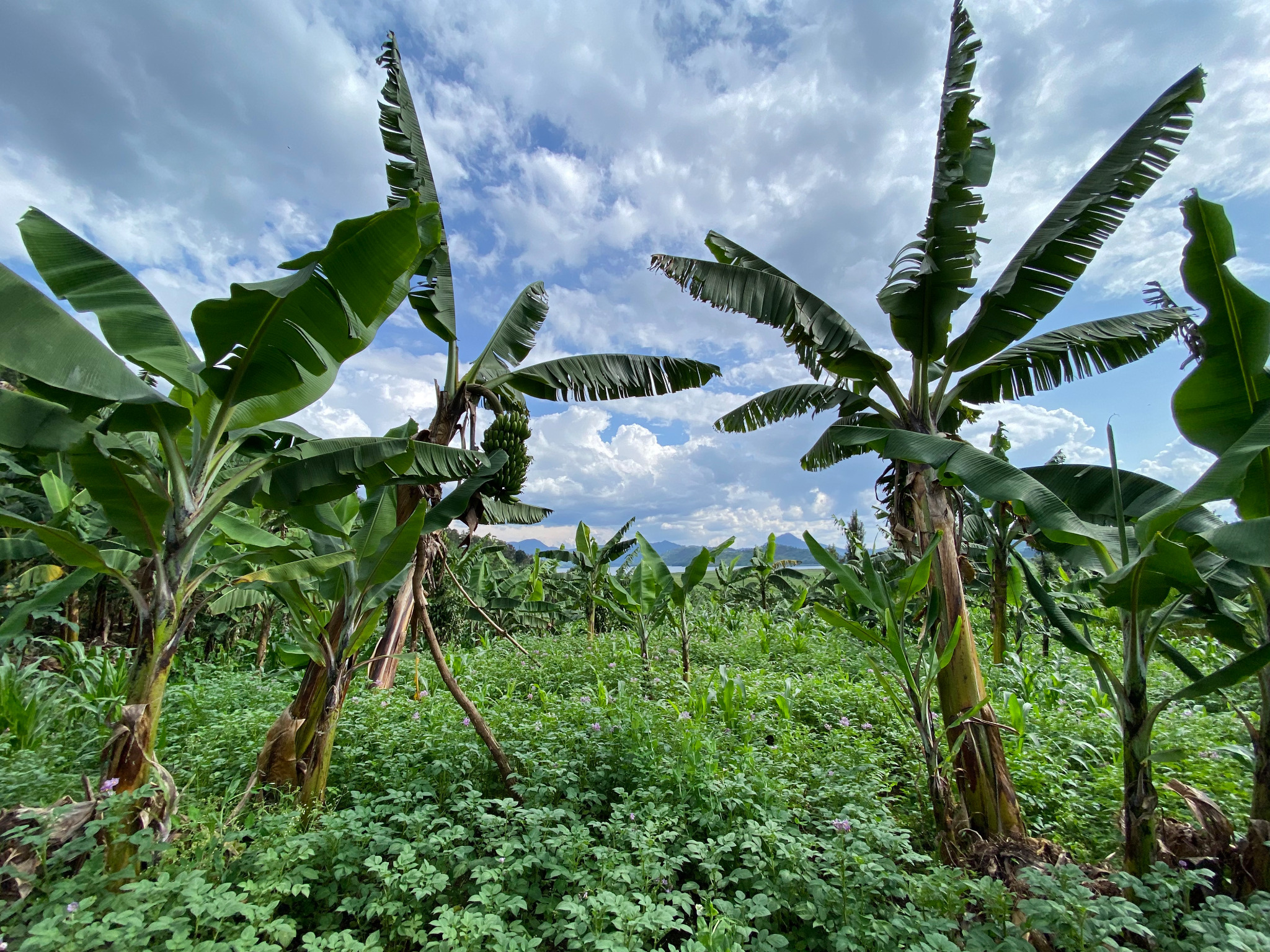 Banana plants growing on a farm