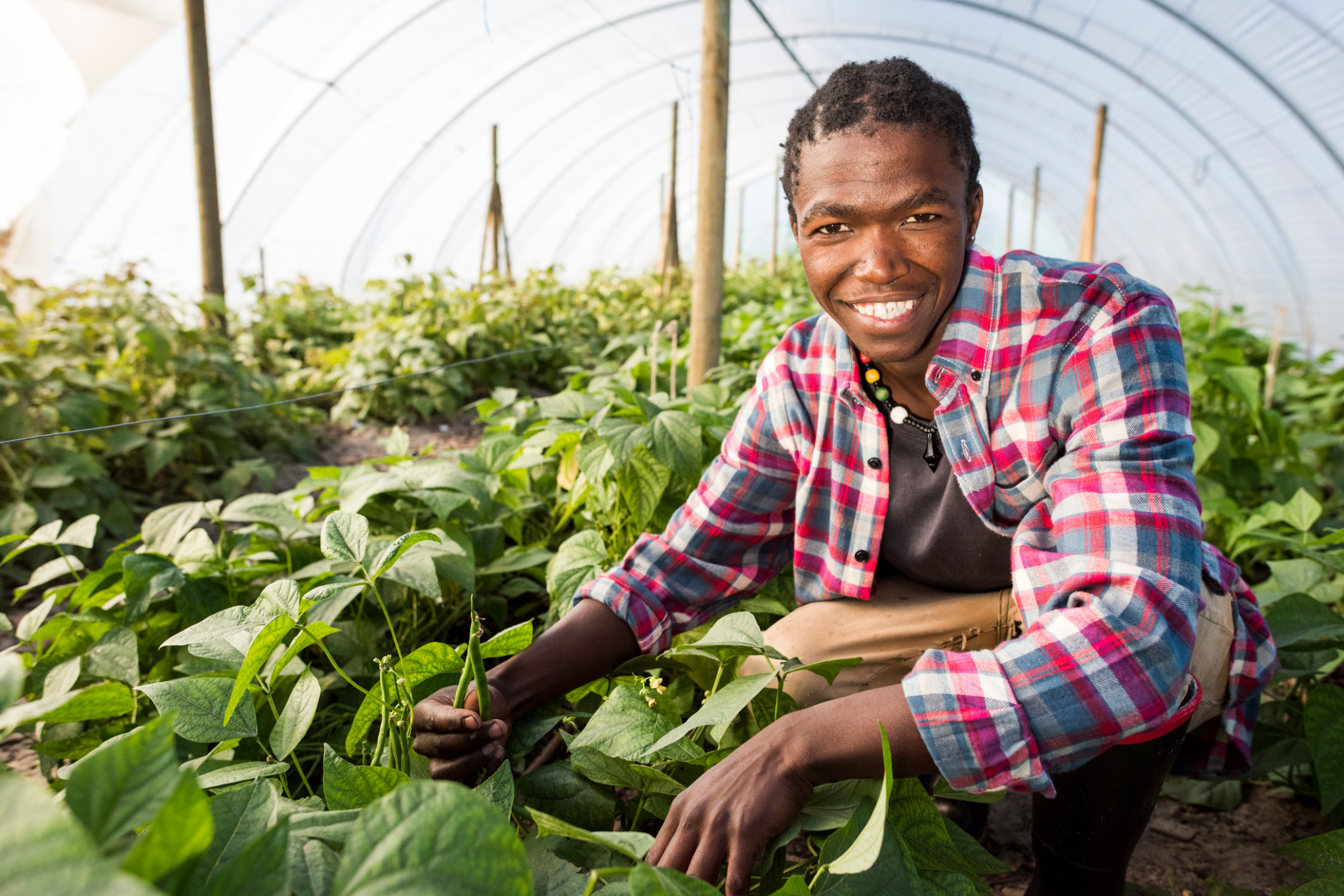 Grower tending plants in a greenhouse