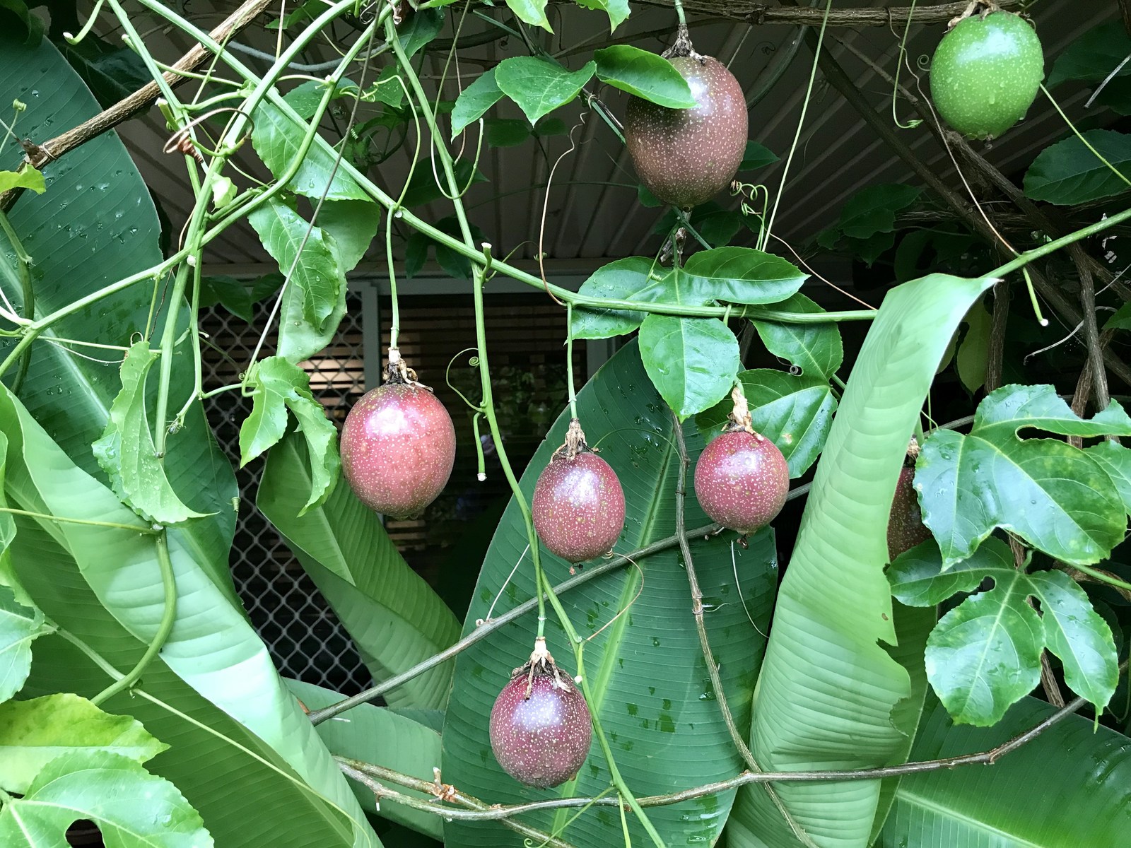 Passion fruit growing on a vine