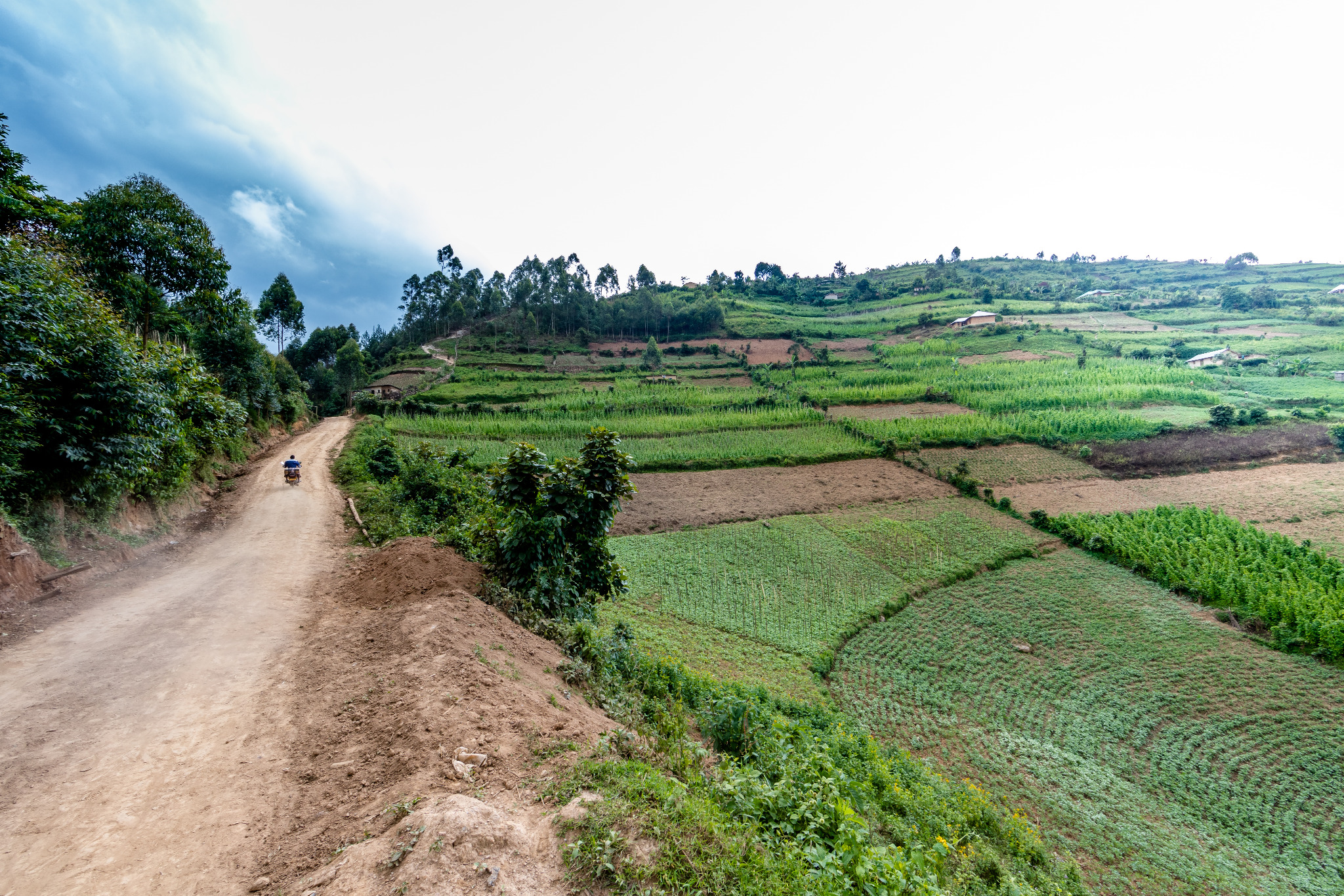 Cultivated fields across a rural landscape
