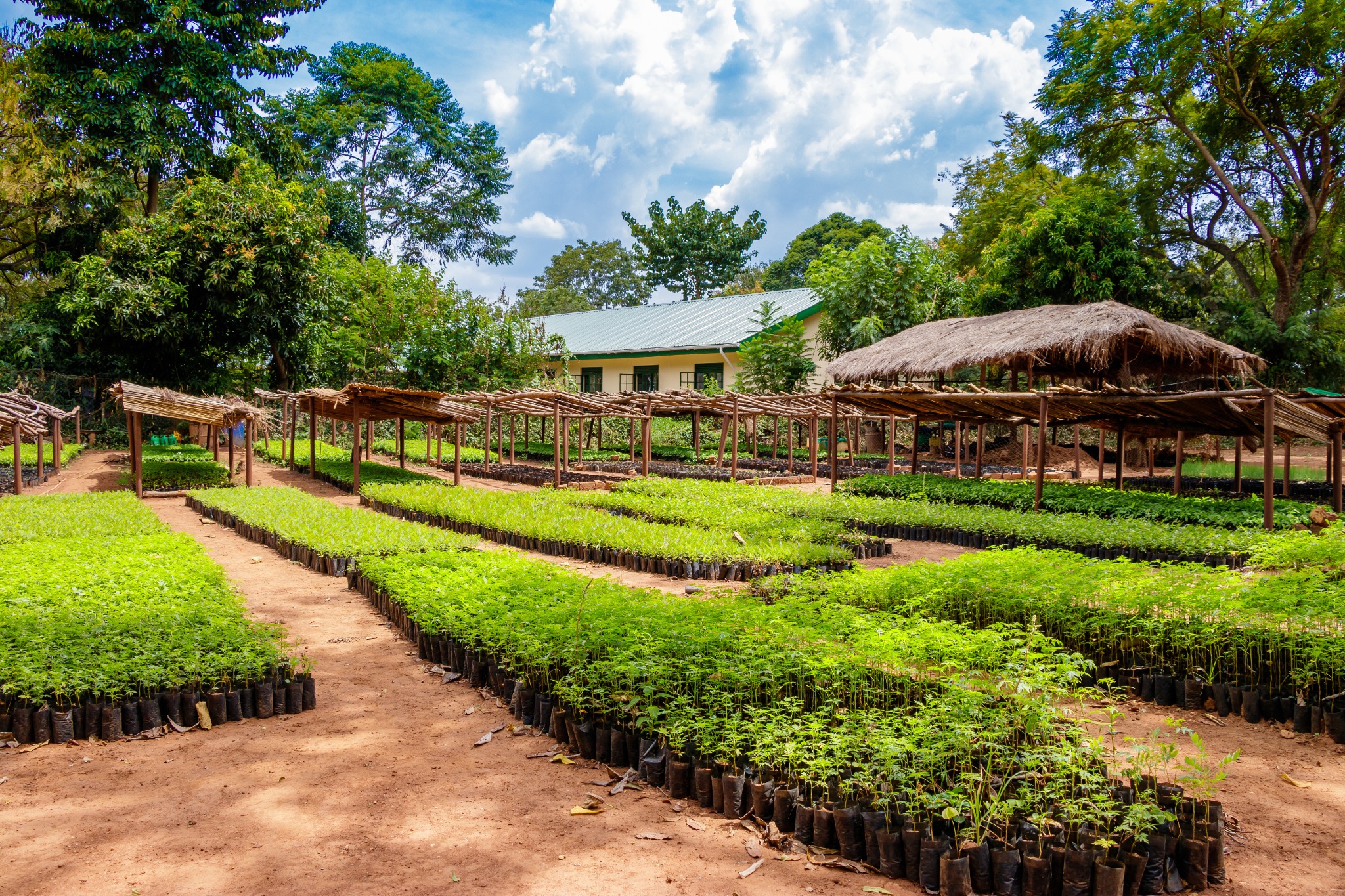 Rows of seedlings in a shaded plant nursery in Uganda