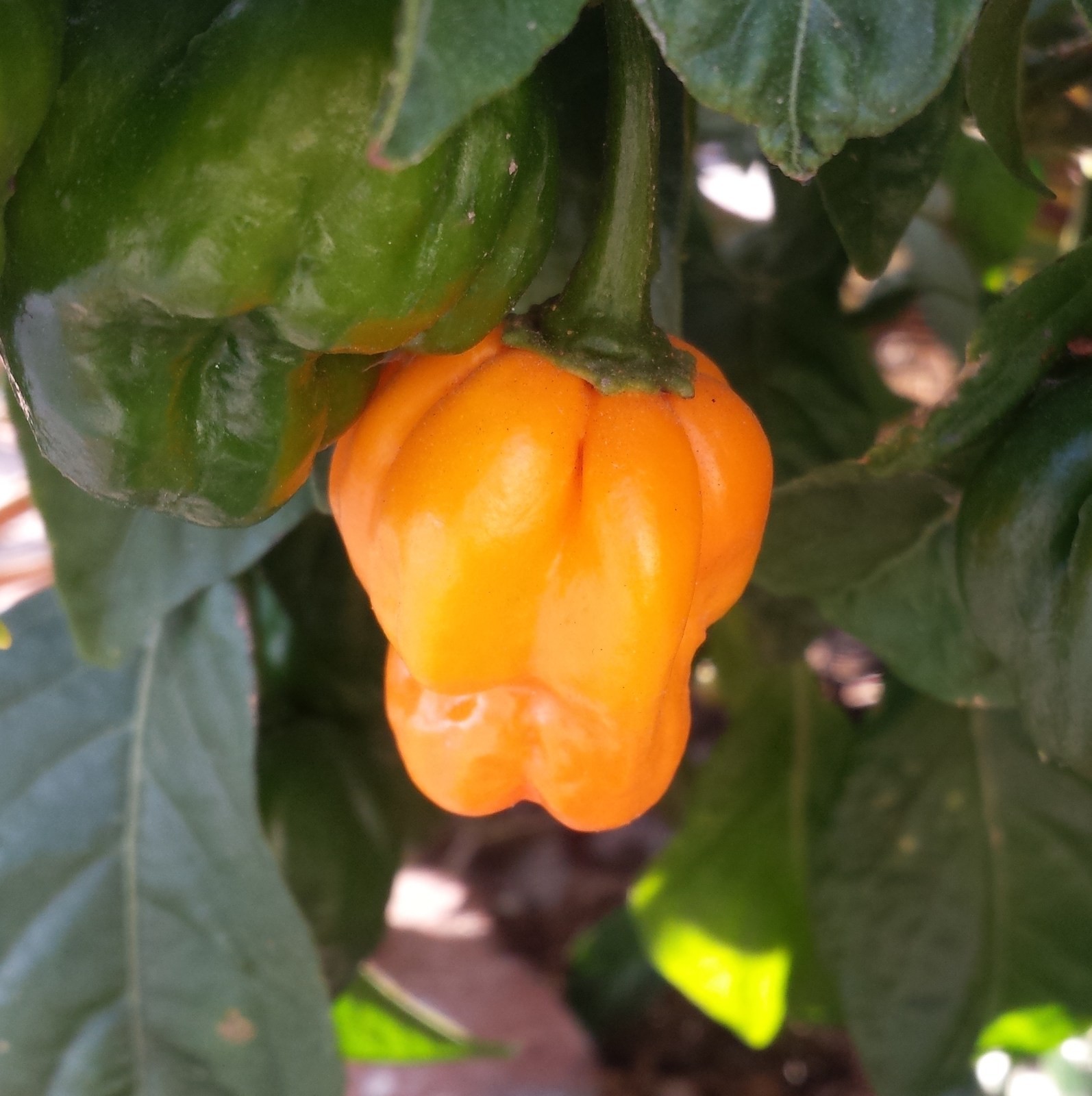 Yellow Scotch bonnet chilli on a plant